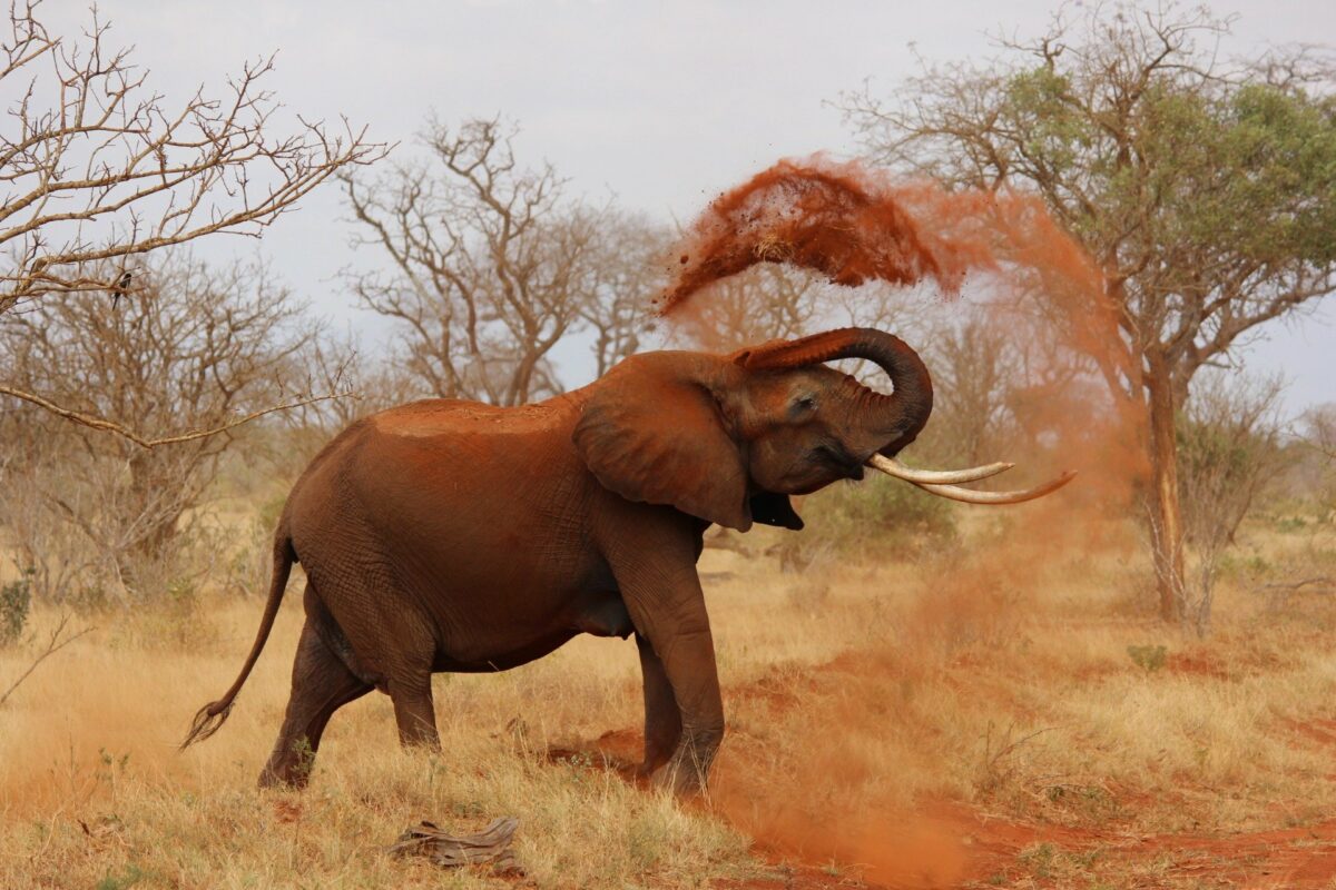 Bild Elefant